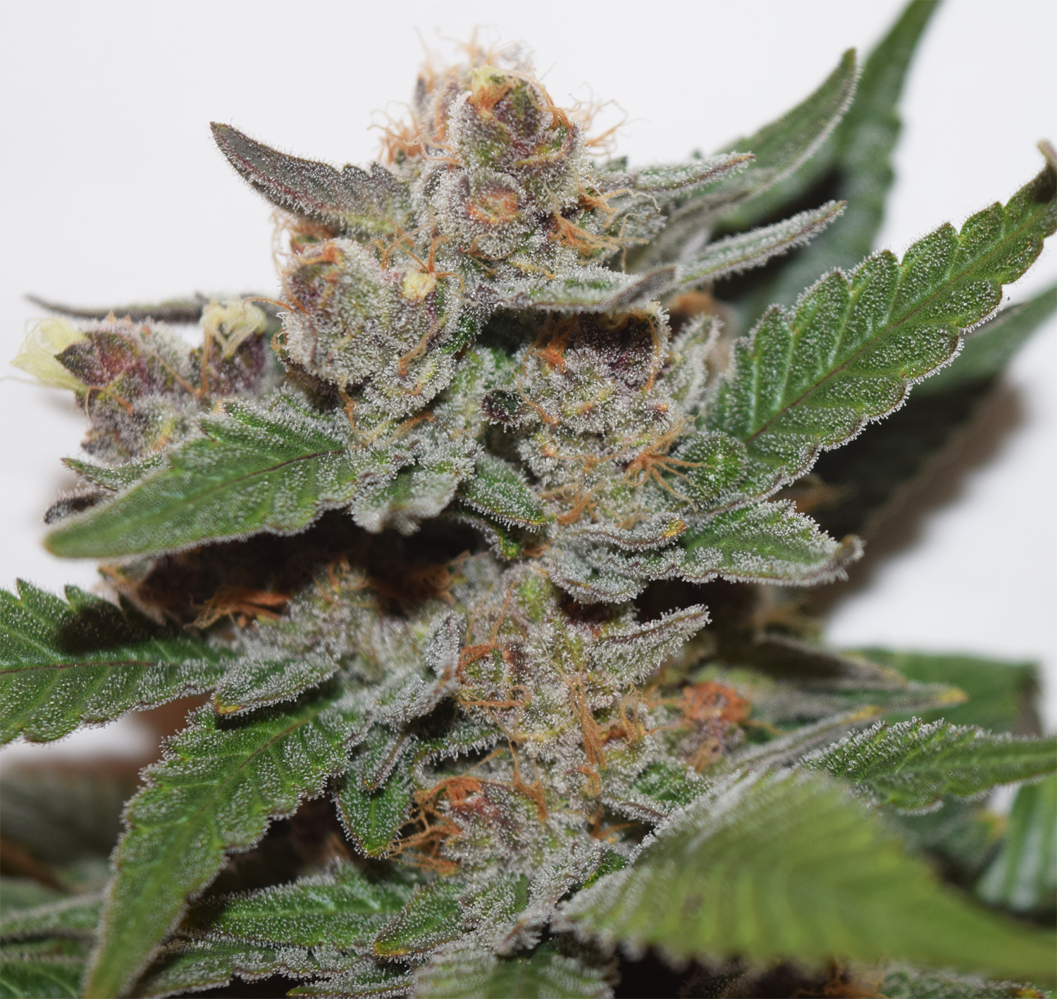 Gorilla glue 2