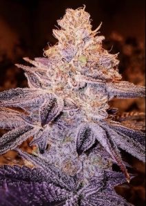 Ethos_Genetics_-_Peach_Crescendo