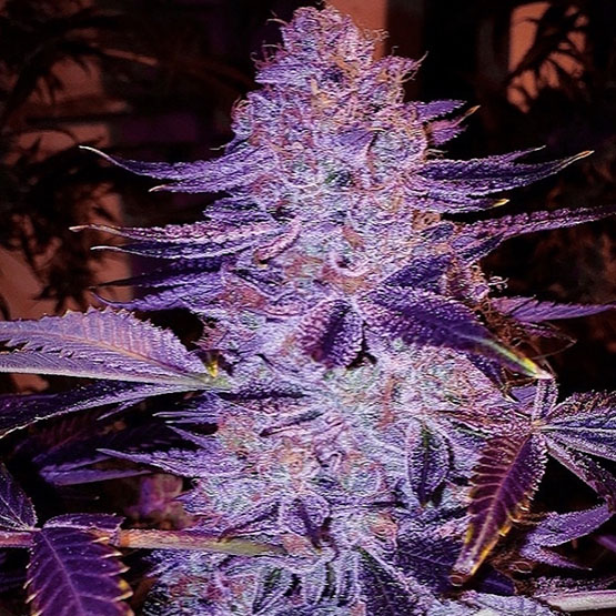 ForbiddenZkittlez
