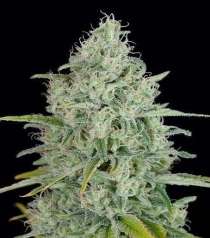 critical-jack